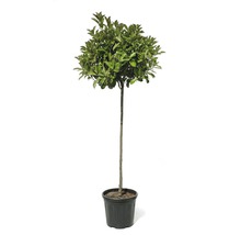 Lorbeerbaum im Topf