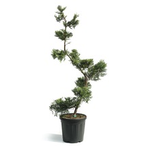 Zypresse im Topf als Zimmerpflanze