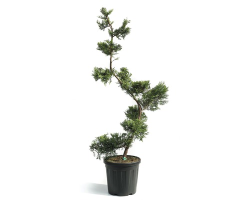 Englische Zypresse Bonsai Cupressocyparis leylandii 'Castlewelland Gold' H 140-150 cm Co 25 L