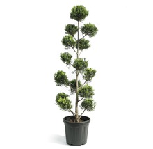 Künstliche Pflanze im Topf mit kugelförmigem Schnitt