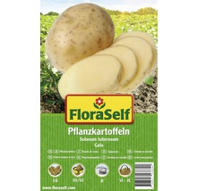 FloraSelf Pflanzkartoffeln der Sorte Gala