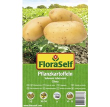 FloraSelf Pflanzkartoffeln Cilena, Solanum tuberosum