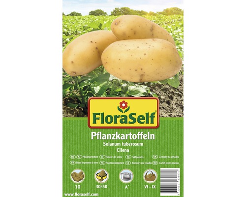 Pflanzkartoffeln FloraSelf Solanum tuberosum 'Cilena' Festkochend 10 Stk.