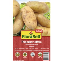 FloraSelf Saatkartoffeln Asparges