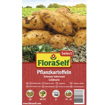FloraSelf Pflanzkartoffeln Sorte Goldmarie