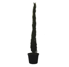 Mittelmeer-Zypresse 'Totem' FloraSelf Cupressus sempervirens 'Totem' H ca. 200 cm Co 30 L