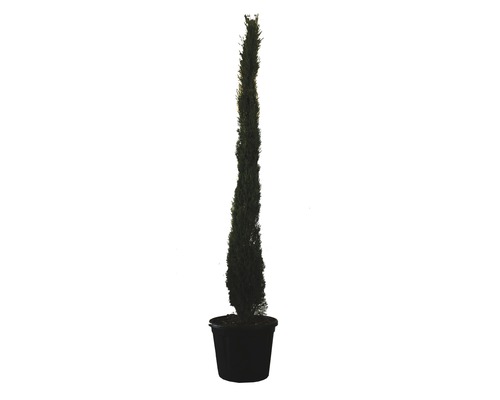 Mittelmeer-Zypresse 'Totem' FloraSelf Cupressus sempervirens 'Totem' H ca. 200 cm Co 30 L