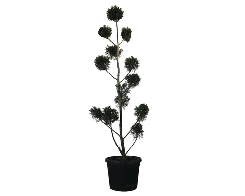 Englische Zypresse PonPon FloraSelf Cupressocyparis leylandii H 140-150 cm Co 30 L Kugelkiefer im Topf
