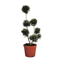 Buchskugelbaum im Topf