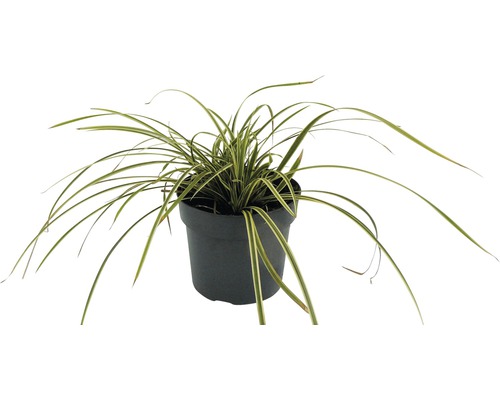 Gelbrandrige Teppich-Segge FloraSelf Carex foliosissima 'Vanilla Ice' H 10-30 cm Co 3 L