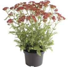 Schafgarbe FloraSelf Achillea millefolium 'Red Beauty' H 10-60 cm Co 3 L