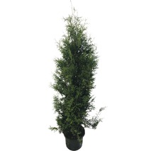 6 x Lebensbaum FloraSelf Thuja occidentalis 'Brabant' H 150-175 cm Co 12 L für ca. 3 m Hecke-thumb-2