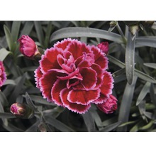 Nelkenblüte mit Blütenknospen