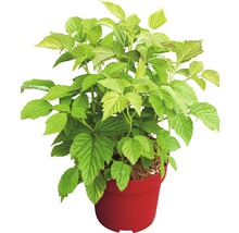 Himbeerpflanze im Topf