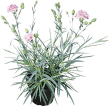 Nelkenpflanze im Topf mit rosa Blüten