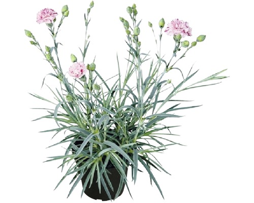 Nelkenpflanze im Topf mit rosa Blüten