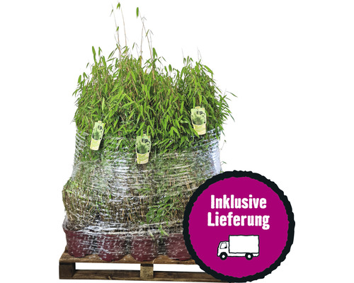 gummibaum pflanze kaufen Gummibaum Belize 55 cm kaufen  Pflanzen online kaufen