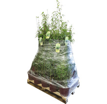 Palette mit Bambuspflanzen in Töpfen, verpackt in Folie.