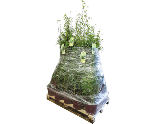 Palette mit Bambuspflanzen in Töpfen, verpackt in Folie.
