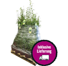 Palette mit Bambuspflanzen inklusive Lieferung