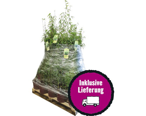 Palette mit Bambuspflanzen inklusive Lieferung
