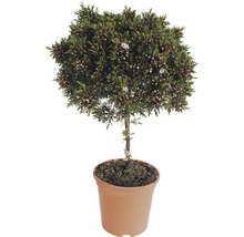 Im Topf kultivierter Manuka-Baum mit Blättern und Blüten