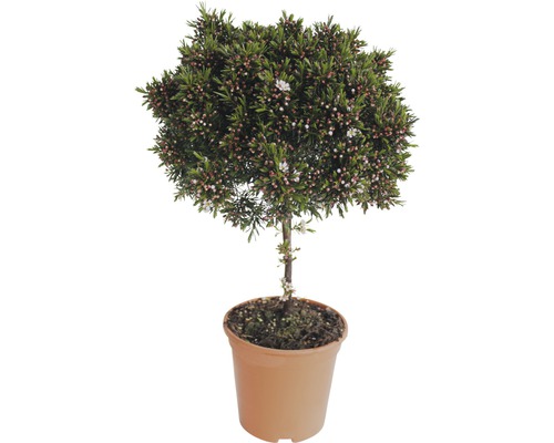 Im Topf kultivierter Manuka-Baum mit Blättern und Blüten