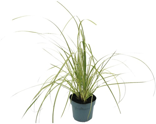 Kleines Pampasgras, Zwerg-Pampasgras FloraSelf Cortaderia selloana 'Golden Goblin' H 15-80 cm Co 3 L