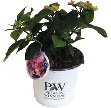 Gartenhortensie im Topf mit Pflanzenetikett