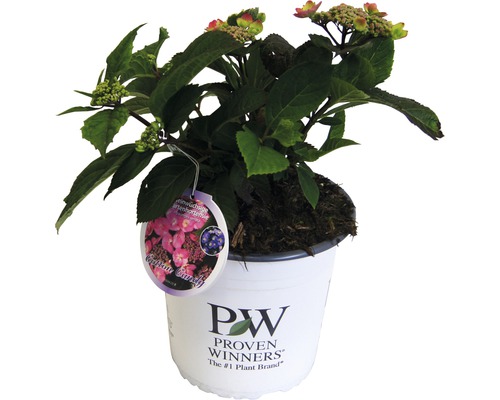 Berghortensie Hydrangea serrata 'Cotton Candy' H 30-40 cm Co 5 L Gartenhortensie im Topf mit Pflanzenetikett