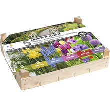 Blumenzwiebelmischung für fünf Monate Blütezeit in Holzkiste