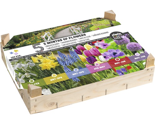 Blumenzwiebel Holzkiste '5 Monate Frühling' 120 Stk.