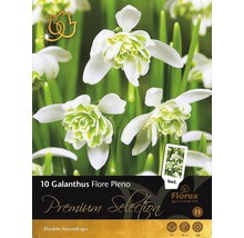 Packung mit 10 Galanthus Flore Pleno, gefüllte Schneeglöckchen
