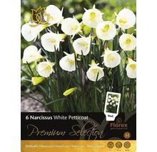Packung mit sechs Narzissen der Sorte White Petticoat