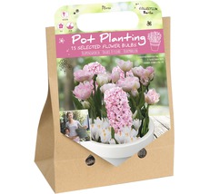 Florex Blumenzwiebeln Pot Planting Berlin Kollektion, 15 ausgewählte Blumenzwiebeln