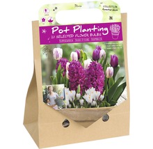 Verpackung mit 20 ausgewählten Blumenzwiebeln für die Topfbepflanzung