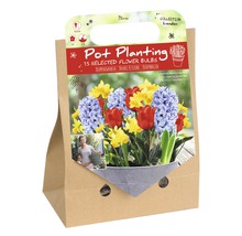 Blumenzwiebeln-Set für Topfbepflanzung, enthält 15 ausgewählte Blumenzwiebeln