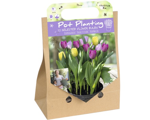 Blumenzwiebel-Mix zur Topfbepflanzung 'Rio' 12 Stk.
