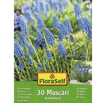FloraSelf Packung mit 30 Muscari armeniacum Traubenhyazinthen Blumenzwiebeln