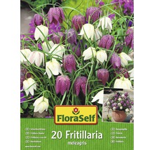 Blumenzwiebel FloraSelf Schachbrettblume 'Meleagris' 20 Stk.