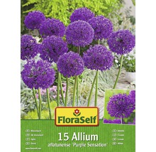 Packung Riesenlauch Blumenzwiebeln der Sorte Allium aflatunense Purple Sensation, Inhalt 15 Stück