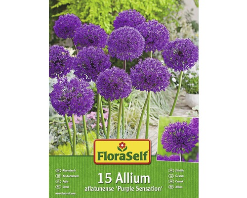 Packung Riesenlauch Blumenzwiebeln der Sorte Allium aflatunense Purple Sensation, Inhalt 15 Stück