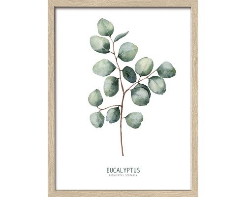 Gerahmtes Bild Eucalyptus ll 43x33 cm Gerahmtes Bild Eucalyptus ll 43x33 cm