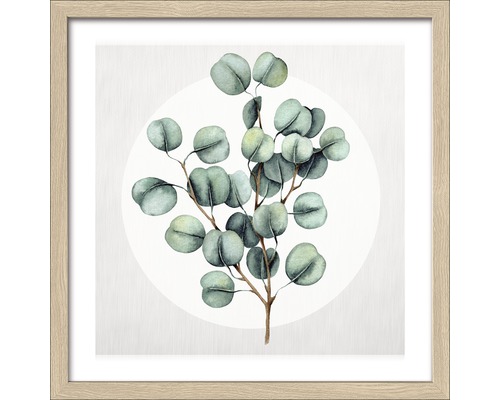 Gerahmtes Bild Eucalyptus lll 33x33 cm Gerahmtes Bild Eucalyptus lll 33x33 cm