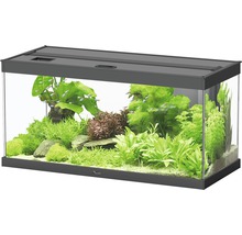 Eingerichtetes Aquarium mit Fischen und Pflanzen