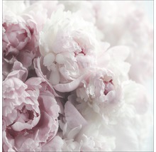 Nahaufnahme von rosa und weißen Pfingstrosenblüten