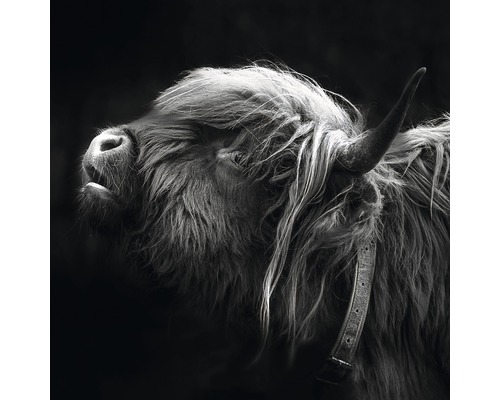 Glasbild Highland Cattle III 50x50 cm GLA2148
