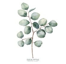 Eukalyptus Zweig mit Blättern