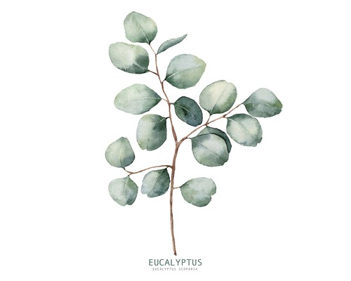 Glasbild Eucalyptus Branches ll 20x20 cm GLA2153