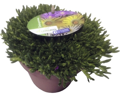 Mittagsblume FloraSelf Delospermum-Cultivars Mix H 1-3 cm Co 1 L zufällige Sortenauswahl Mittagsblume FloraSelf Delospermum-Cultivars Mix H 1-3 cm Co 1 L zufällige Sortenauswahl